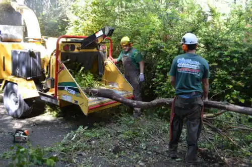 tree services Minden